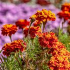 Tagetes, von der Sonne geküsst.