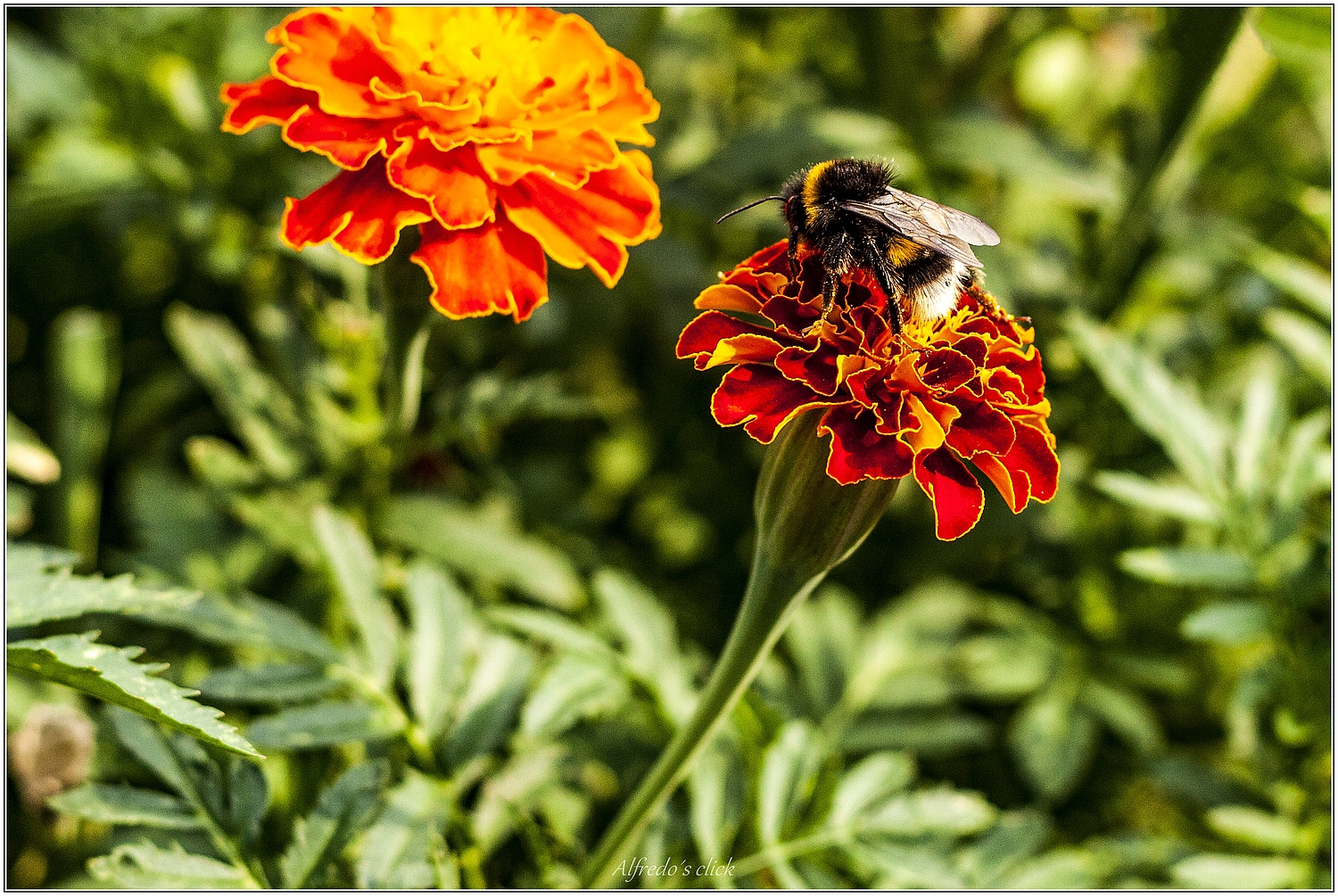 Tagetes&Besucher