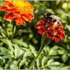 Tagetes&Besucher