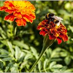 Tagetes&Besucher