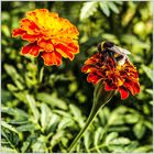 Tagetes&Besucher im Quadrat