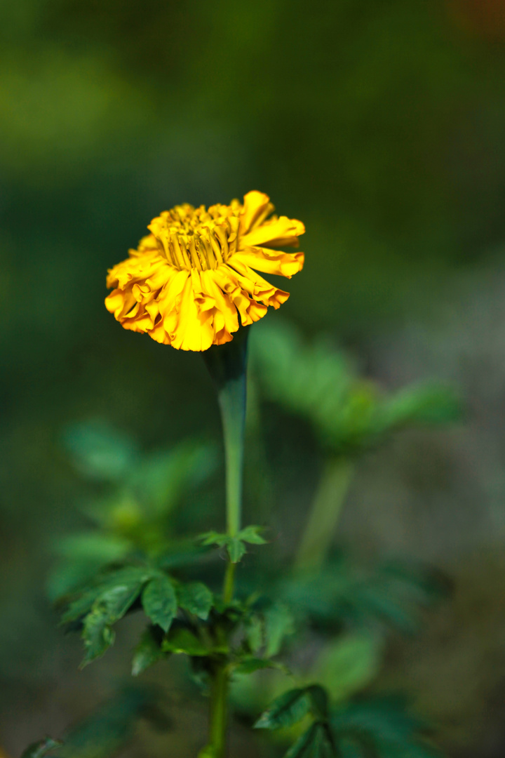 Tagetesblüte in was wohl.. gelb