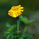 Tagetesblüte in was wohl.. gelb