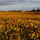 Tagetesfeld bei Straubing