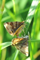 Tageulen Copula