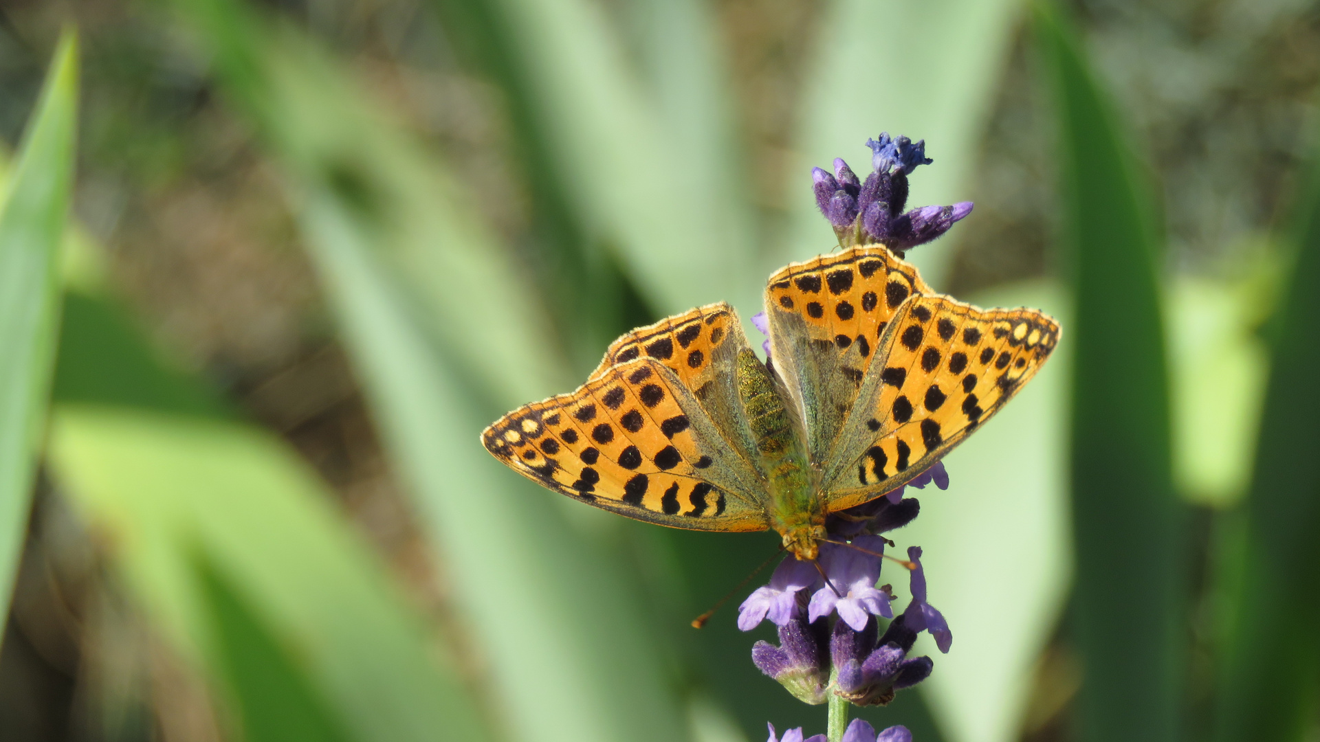 Tagfalter am Lavendel