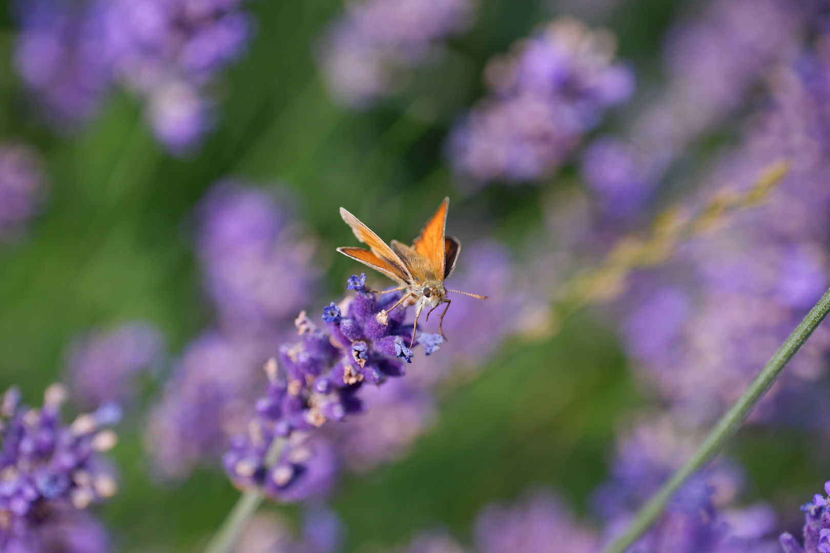 Tagfalter auf Lavendel 