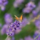 Tagfalter auf Lavendel 