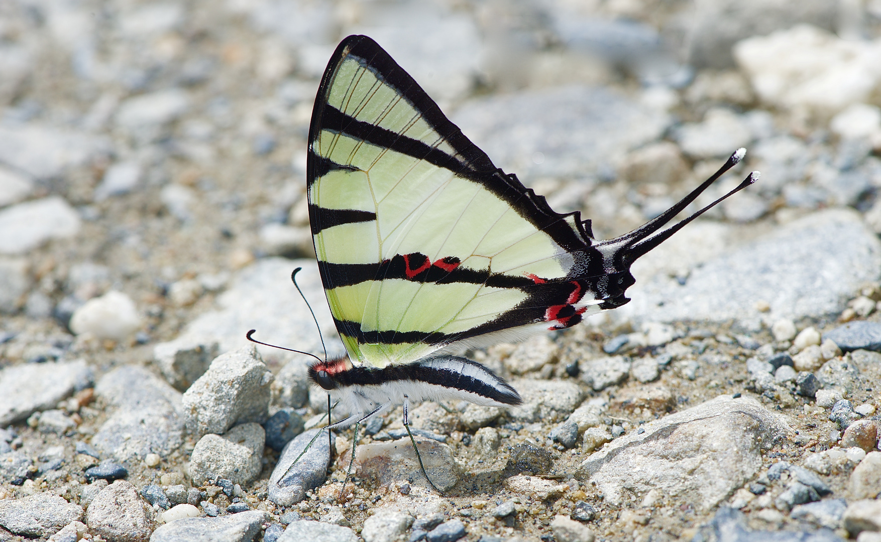 Tagfalter aus Borneo