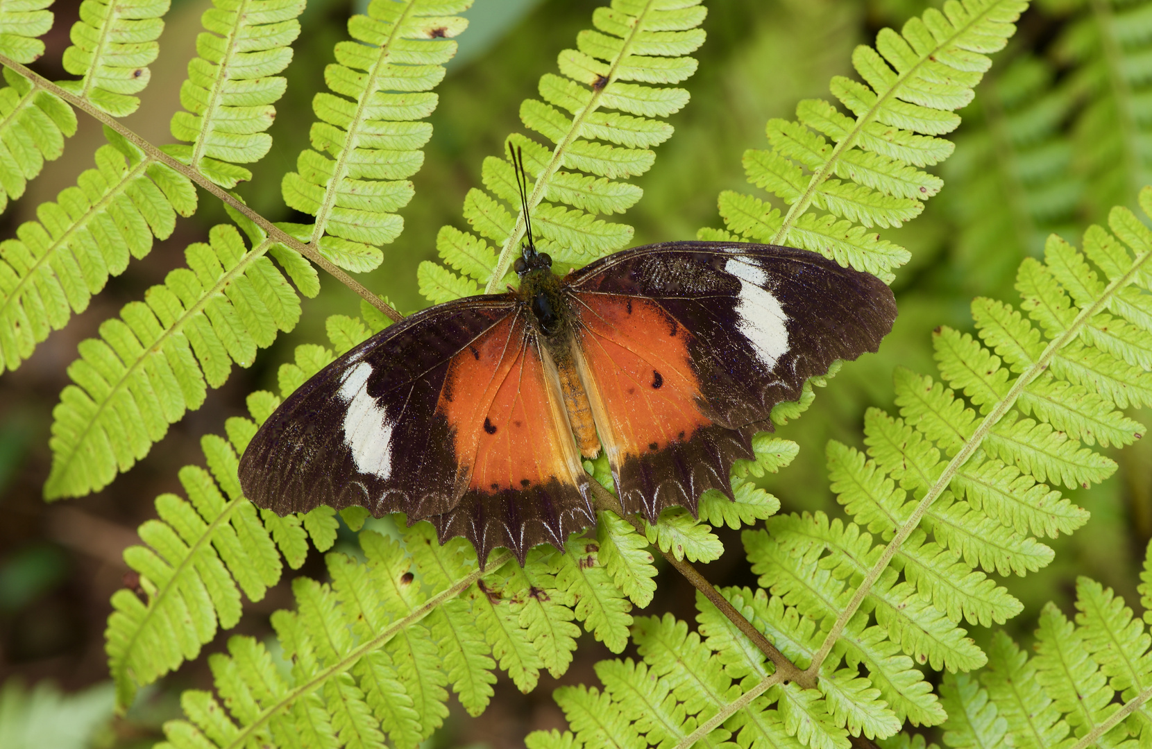 Tagfalter aus dem Bergregenwald von Borneo