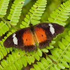 Tagfalter aus dem Bergregenwald von Borneo