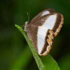 Tagfalter aus dem Bergregenwald von Ecuador