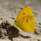 Tagfalter aus dem Bergregenwald von Peru