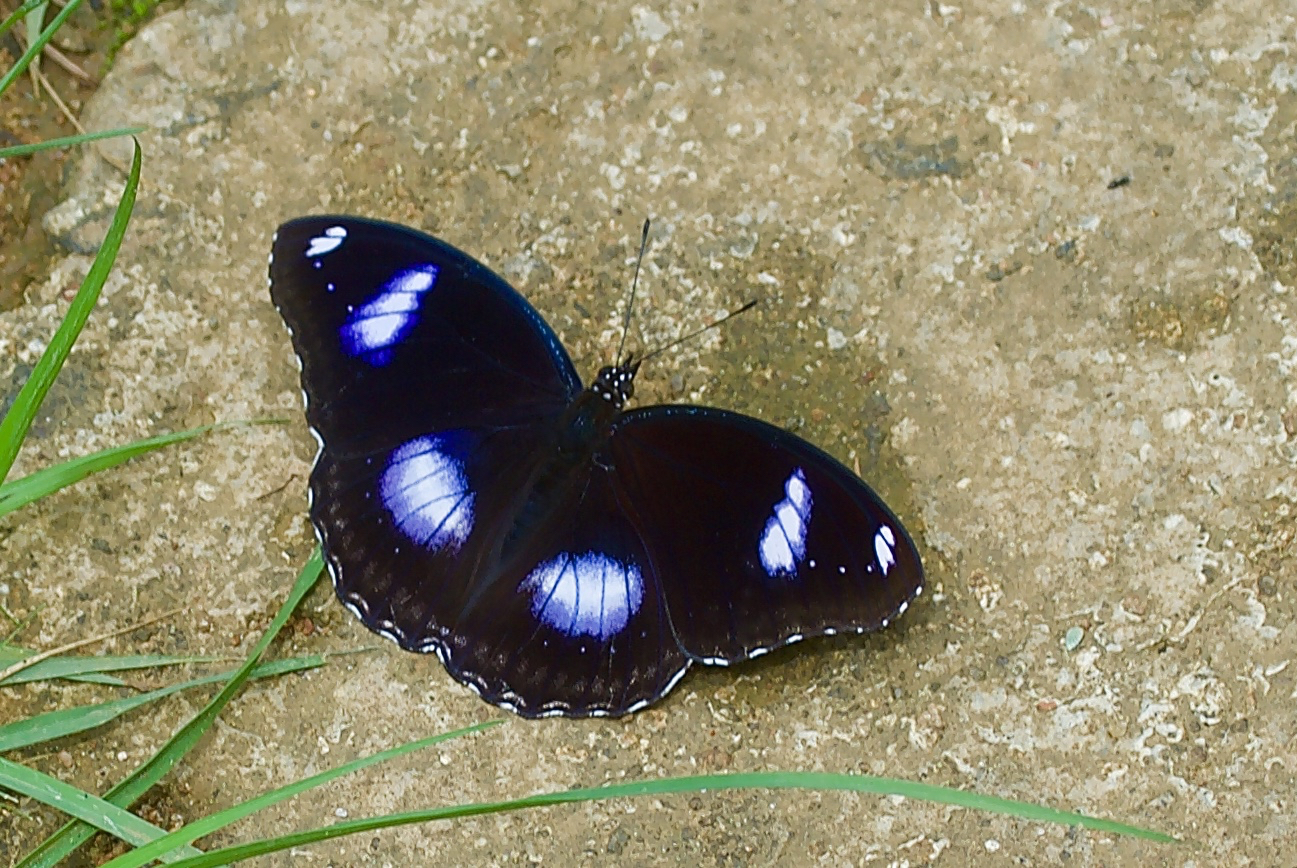 Tagfalter aus dem Bergregenwald von Sri Lanka