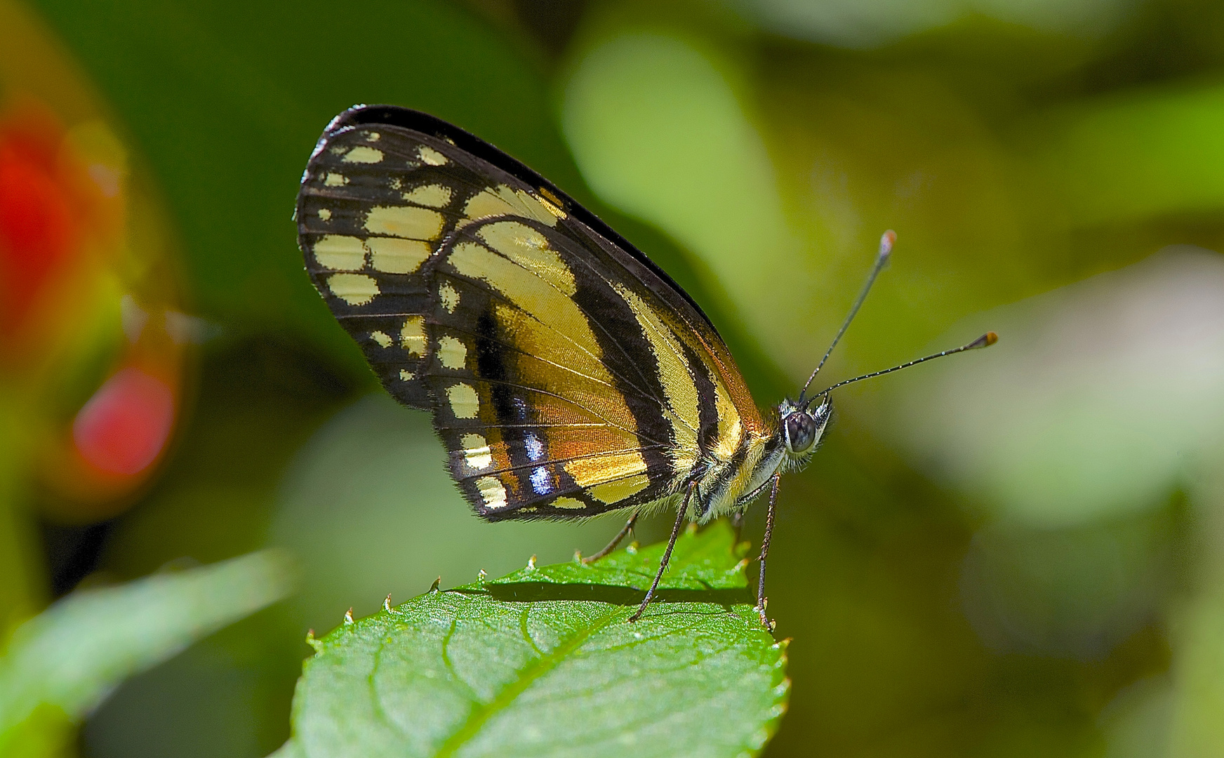 Tagfalter aus dem Nebelwald von Ecuador