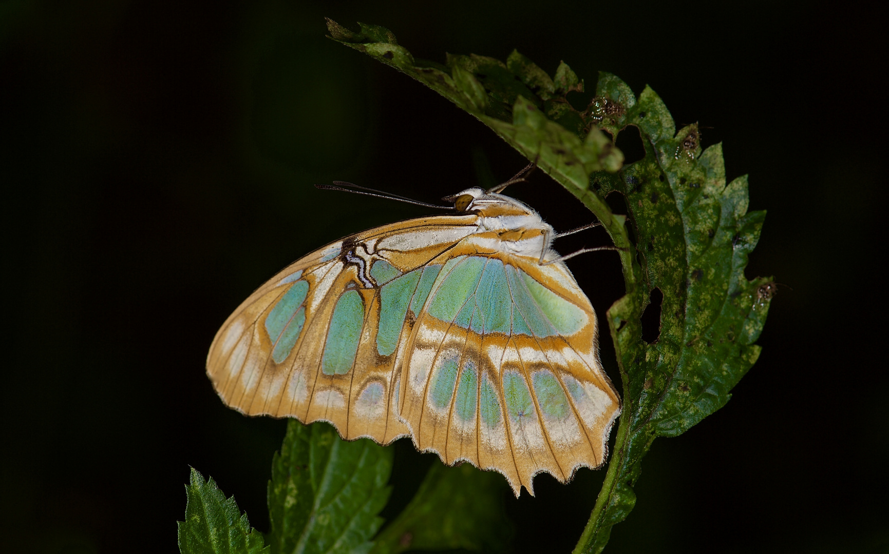 Tagfalter aus dem Nebelwald von Kolumbien