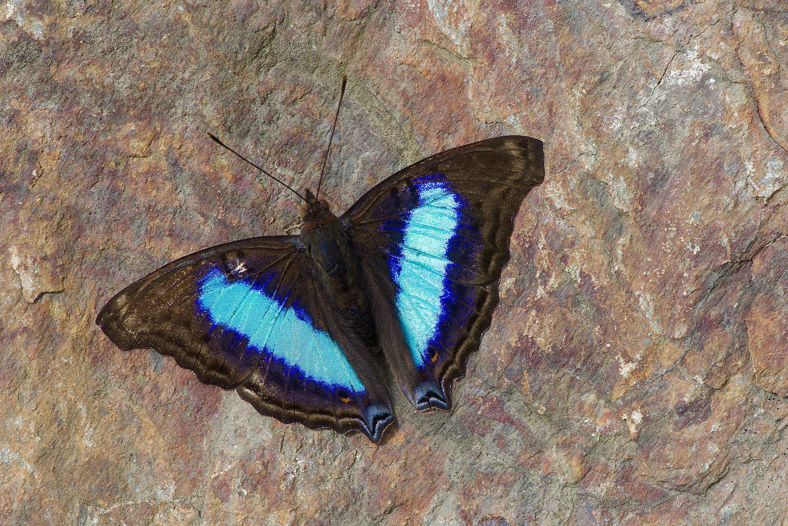 Tagfalter aus dem Nebelwald von Kolumbien