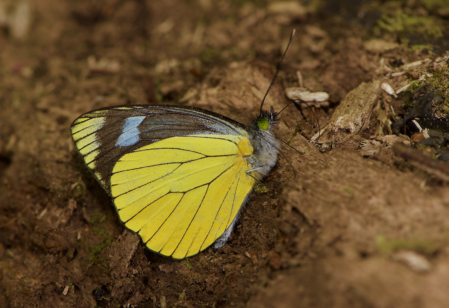 Tagfalter aus dem Nebelwald von Panama