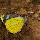 Tagfalter aus dem Nebelwald von Panama