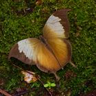 Tagfalter aus dem Nebelwald von Panama