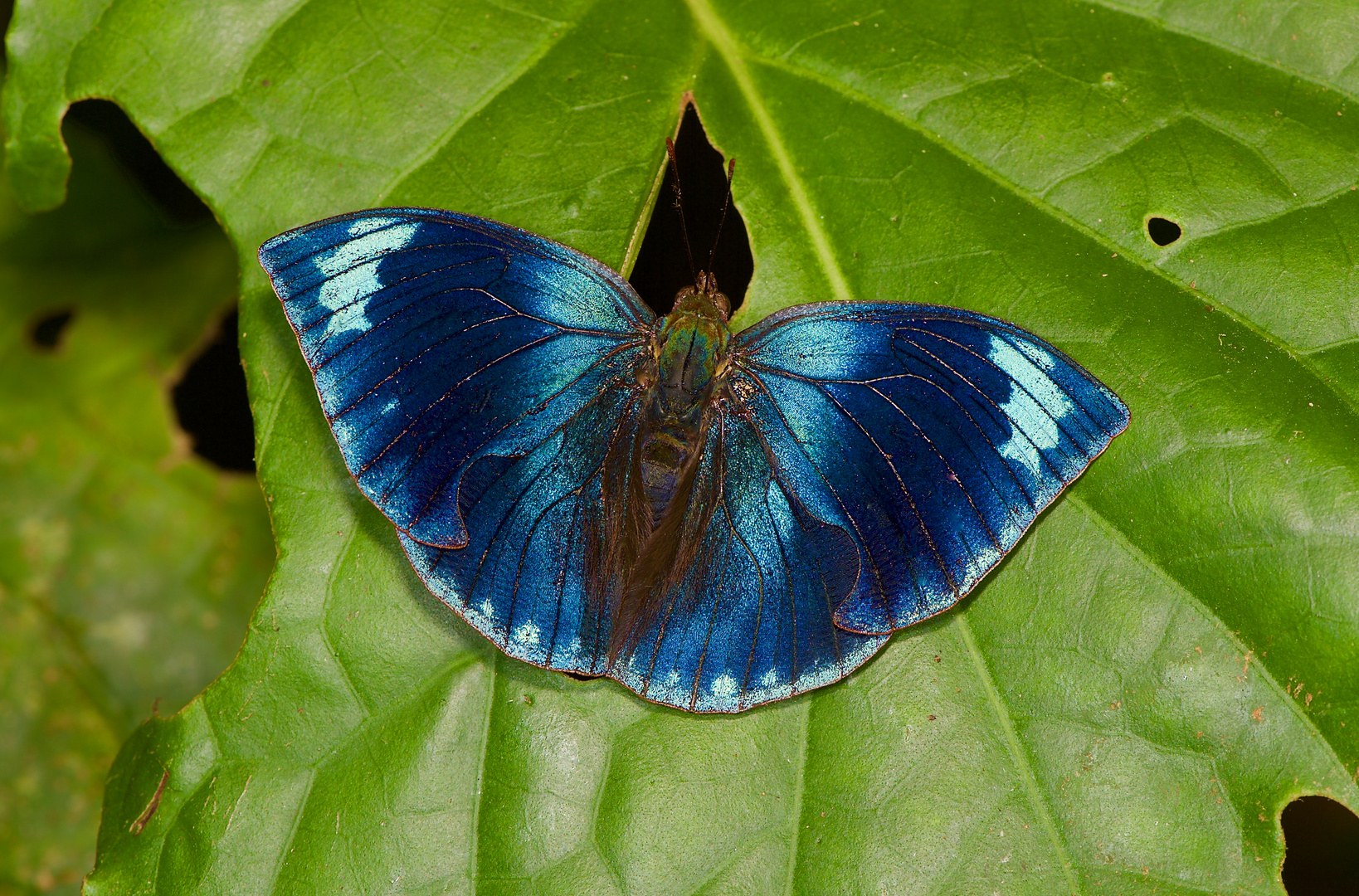 Tagfalter aus dem Nebelwald von Panama