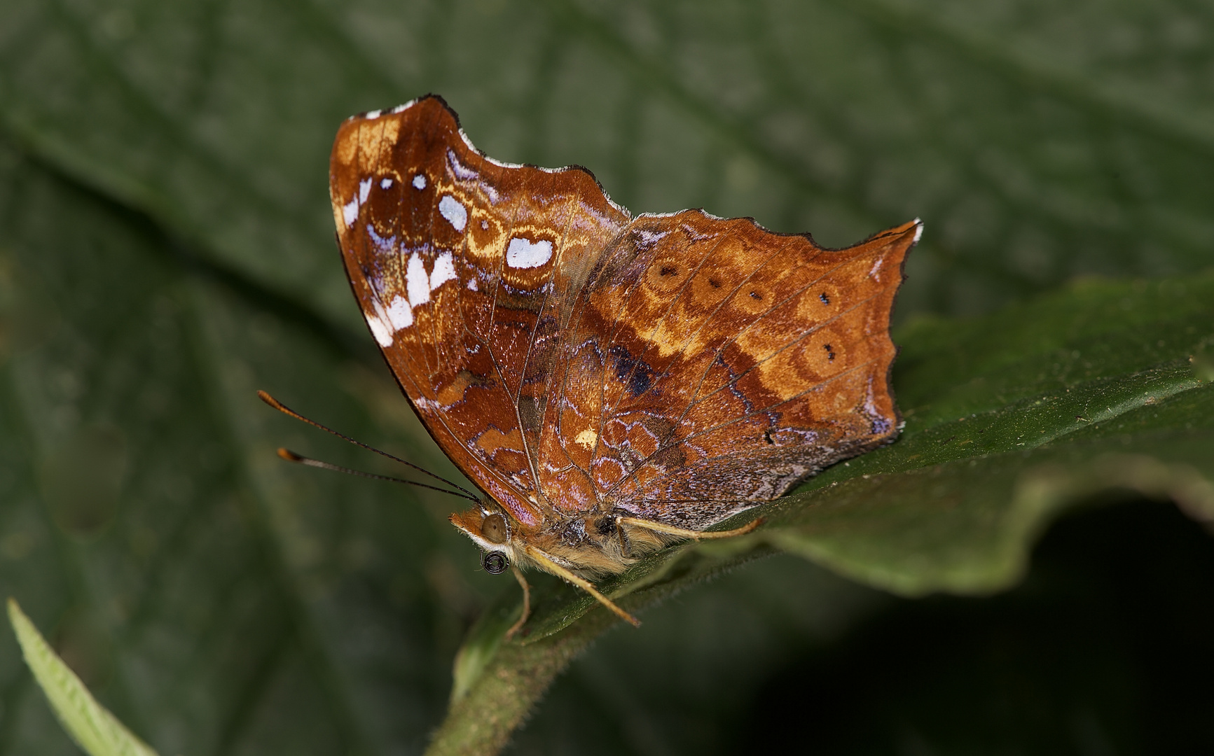 Tagfalter aus dem Nebelwald von Panama