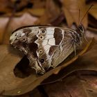 Tagfalter aus dem Nebelwald von Panama