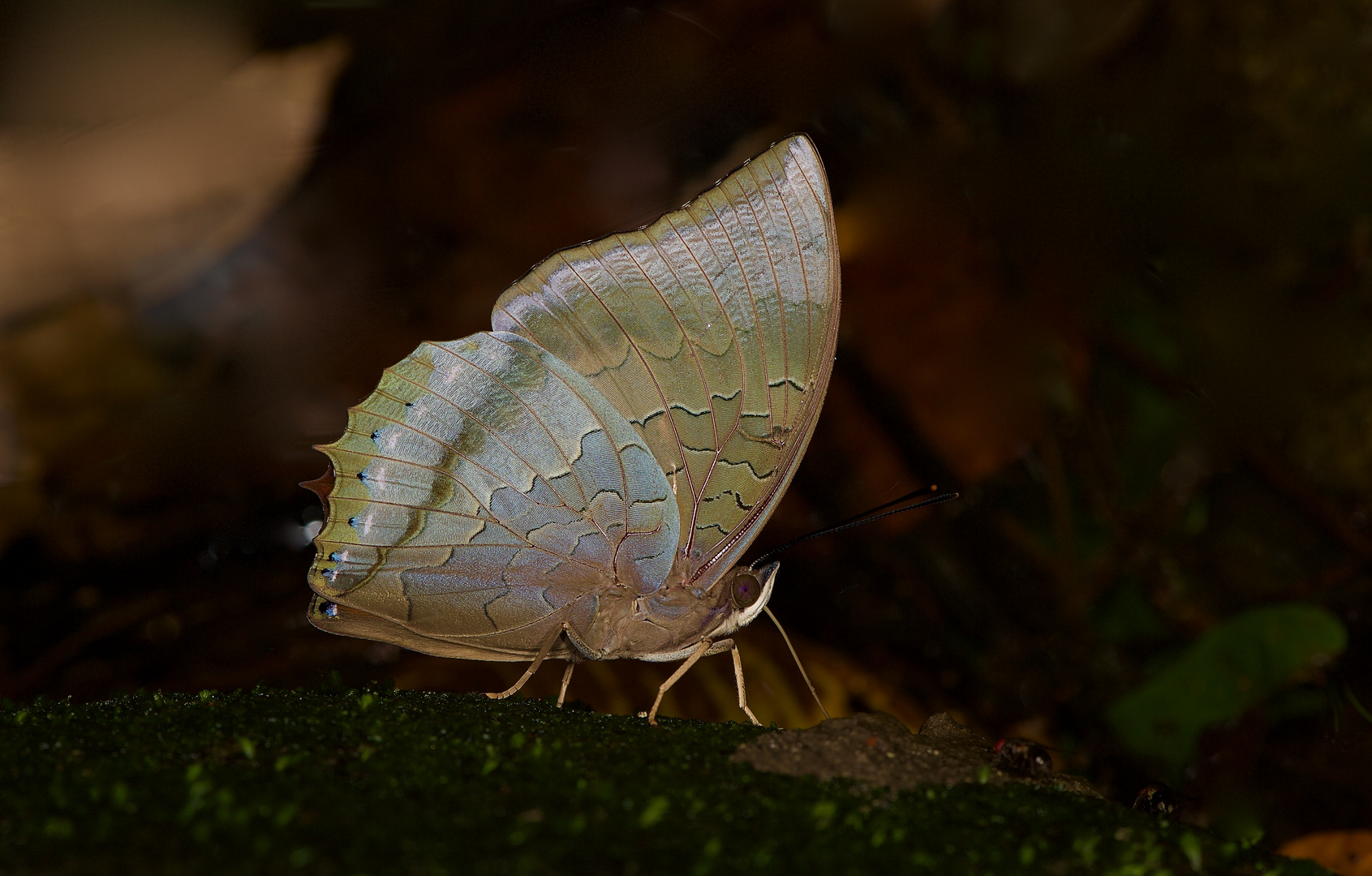 Tagfalter aus dem Regenwald von Borneo