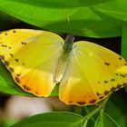 Tagfalter aus dem Regenwald von Panama