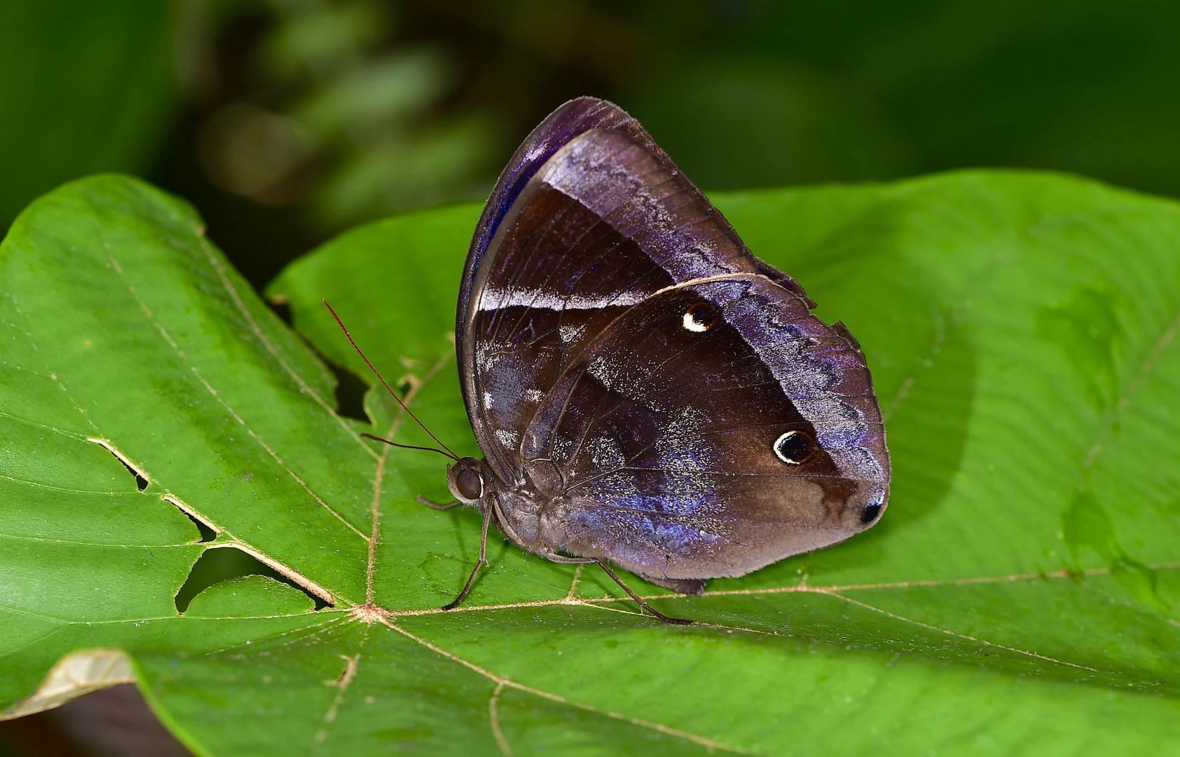 Tagfalter aus dem Schattenbereich des Regenwaldes in Borneo