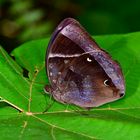 Tagfalter aus dem Schattenbereich des Regenwaldes in Borneo