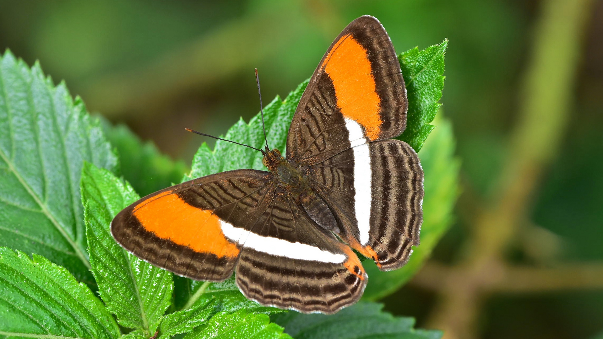 Tagfalter aus dem Tropischen Regenwald vom Ecuador