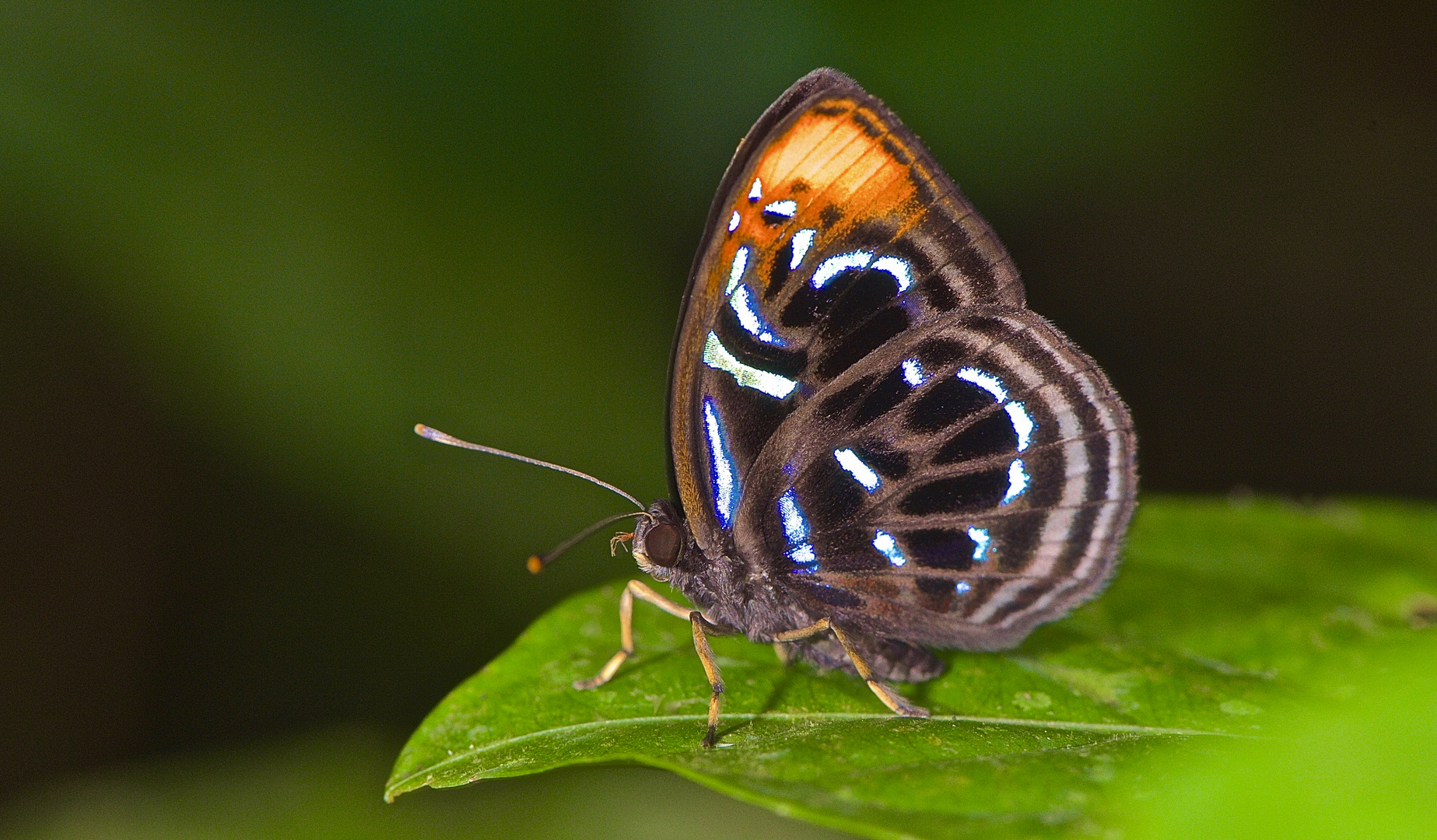 Tagfalter aus dem Tropischen Regenwald von Borneo