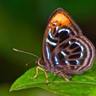 Tagfalter aus dem Tropischen Regenwald von Borneo