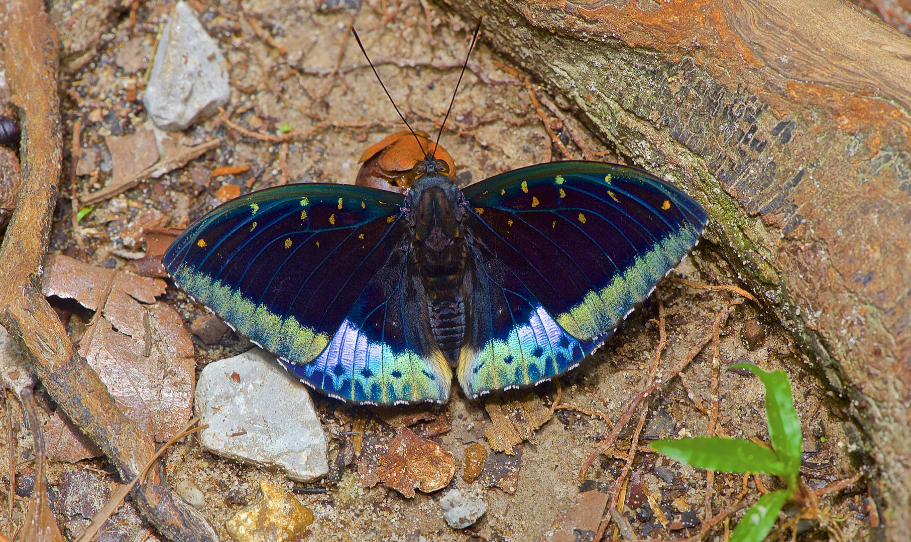 Tagfalter aus dem Tropischen Regenwald von Borneo