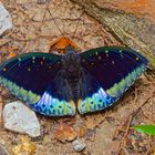 Tagfalter aus dem Tropischen Regenwald von Borneo