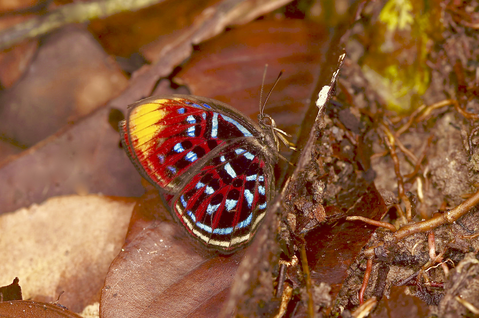 Tagfalter aus dem Tropischen Regenwald von Borneo