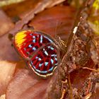 Tagfalter aus dem Tropischen Regenwald von Borneo