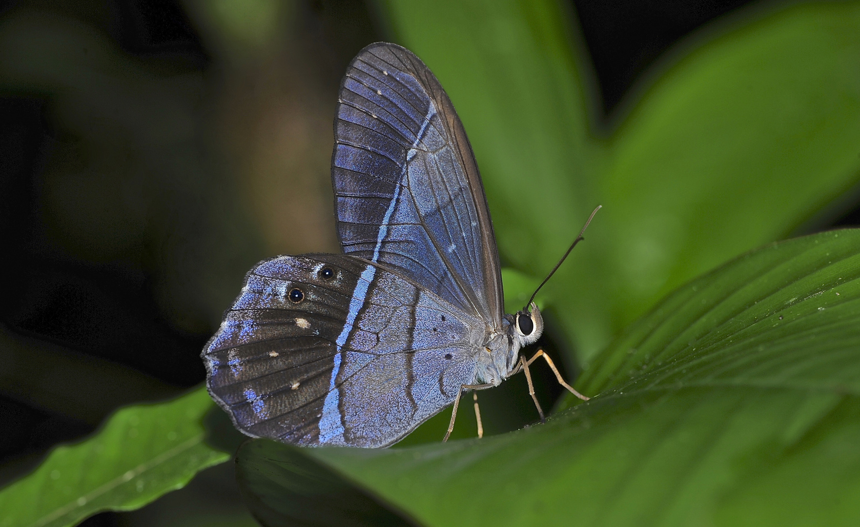 Tagfalter aus dem Tropischen Regenwald von Ecuador