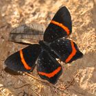 Tagfalter aus dem Tropischen Regenwald von Ecuador