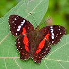 Tagfalter aus dem Tropischen Regenwald von Ecuador