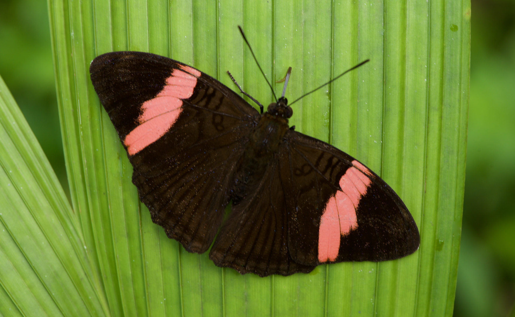 Tagfalter aus dem Tropischen Regenwald von Ecuador