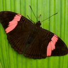 Tagfalter aus dem Tropischen Regenwald von Ecuador