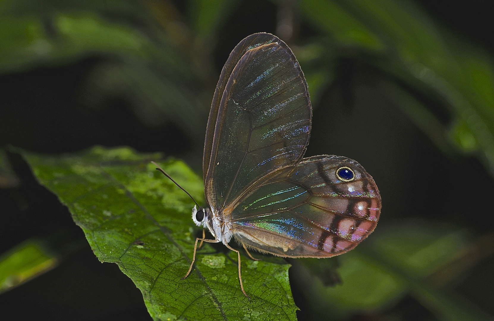 Tagfalter aus dem Tropischen Regenwald von Ecuador