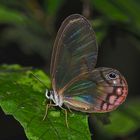 Tagfalter aus dem Tropischen Regenwald von Ecuador