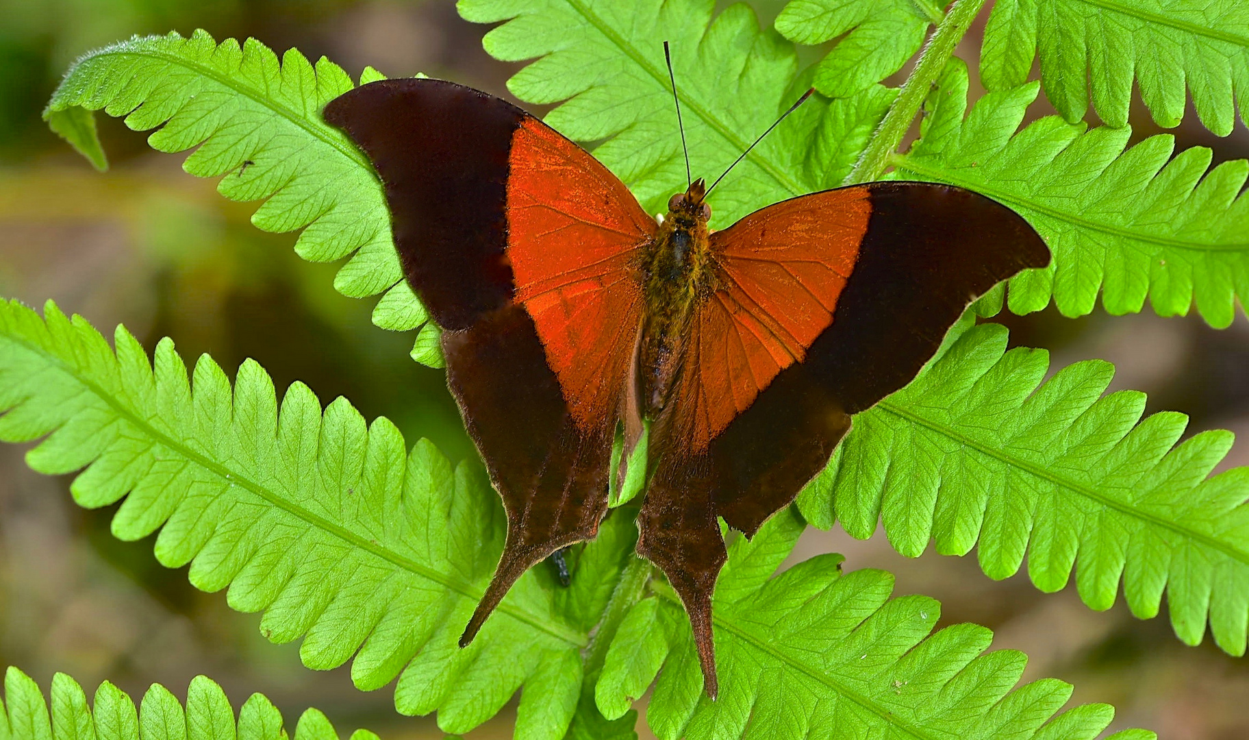 Tagfalter aus dem Tropischen Regenwald von Ecuador