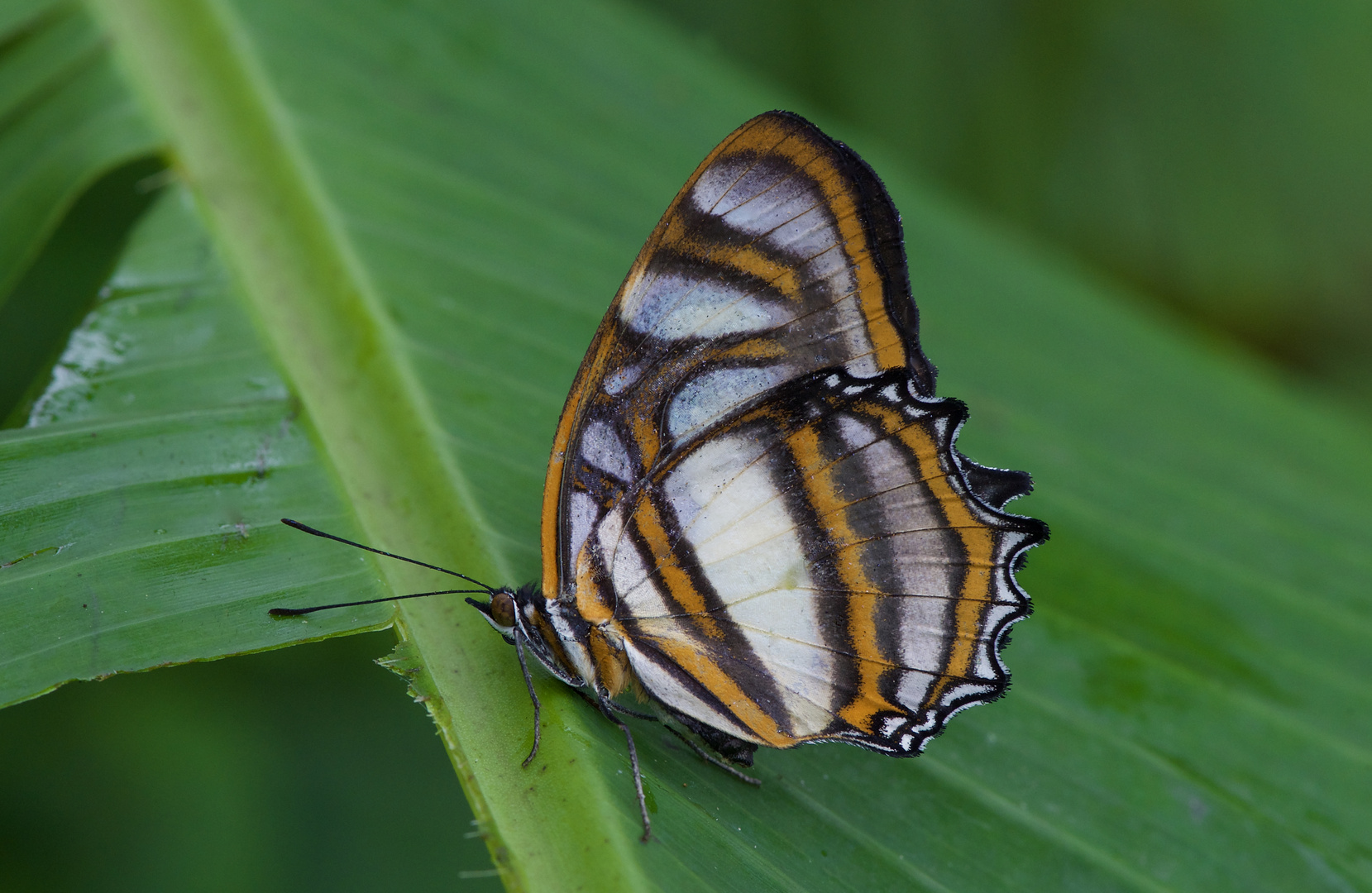 Tagfalter aus dem Tropischen Regenwald von Ecuador