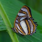 Tagfalter aus dem Tropischen Regenwald von Ecuador