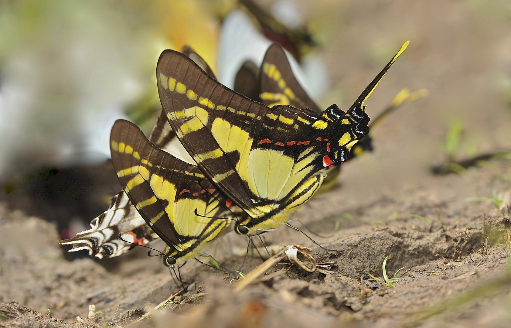 Tagfalter aus dem Tropischen Regenwald von Ecuador