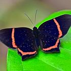 Tagfalter aus dem tropischen Regenwald von Ecuador